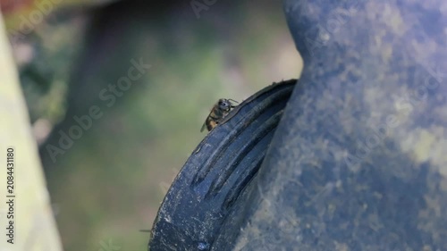 Honey bees perching on the grooved edge of a dark plastic container outdoors