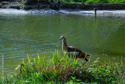 A beautiful detailed side profile photograph showing a colorful egyptian goose alopochen aegyptiaca standing proudly in green reeds near a sunny park pond shore