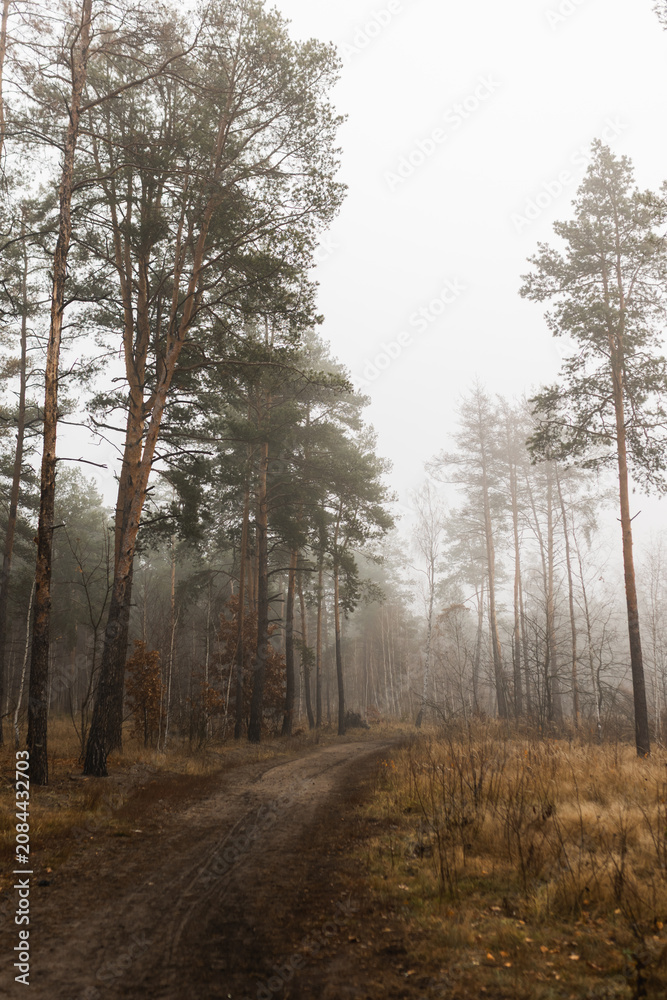 Fototapeta premium Mysterious dirt road winding through a foggy autumn pine forest.