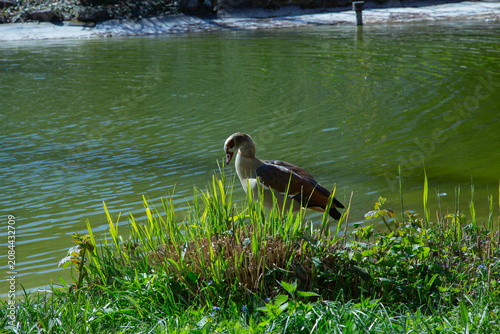 A beautiful detailed side profile photograph showing a colorful egyptian goose alopochen aegyptiaca standing quietly behind fresh green reeds near a sunny park pond shore