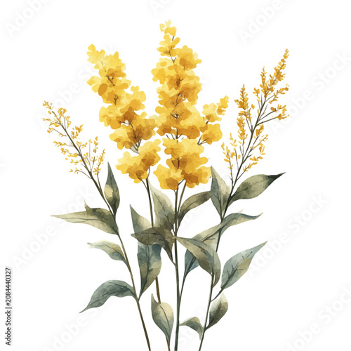 Obraz na płótnie Goldenrod Flower, whimsical watercolor vector illustration with vibrant highlights and delicate strokes, isolated on a white background