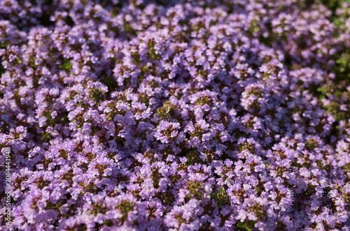 Purple flowers cover the ground in a garden during a sunny day in spring