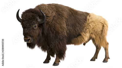 Fotografía Majestic brown bison with shaggy fur, isolated on transparent background