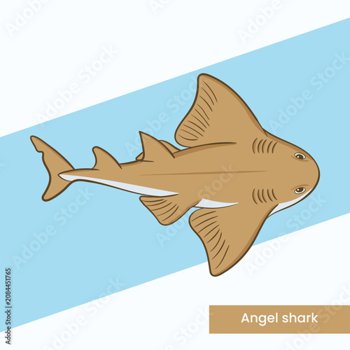 Detailed illustration of a flat angel shark, showing its unique ray-like body and sandy camouflage. Perfect for marine biology guides, aquarium displays, and ocean wildlife art collections.