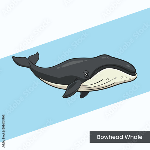 Detailed vector illustration of a bowhead whale with its characteristic large head and dark body. Perfect for polar wildlife guides, marine biology studies, and conservation posters.