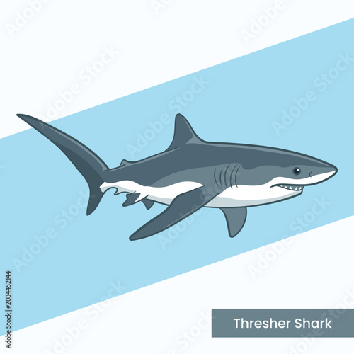 High-quality vector illustration of a thresher shark featuring its iconic long caudal fin. Perfect for educational materials, marine life guides, and aquatic conservation art.