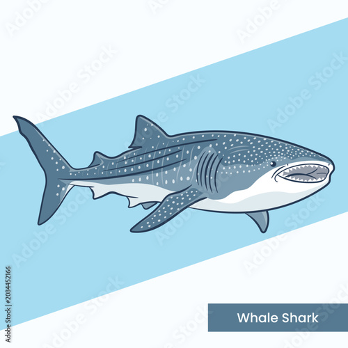 Detailed vector illustration of a whale shark with characteristic white spots. Ideal for marine conservation projects, aquarium signage, and ocean-themed educational graphics.