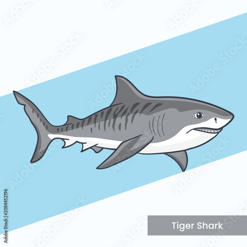 Detailed vector illustration of a tiger shark with distinctive vertical stripes. Ideal for marine biology education, aquarium posters, and ocean predator themes.