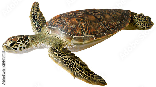Konstfotografi Green sea turtle with patterned shell, isolated on transparent background