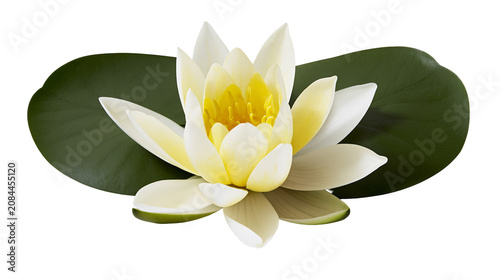 Принти на полотні Delicate white and yellow water lily flower with dark green lily pad, isolated o