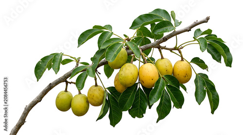 Fresh yellow hog plum fruits on branch