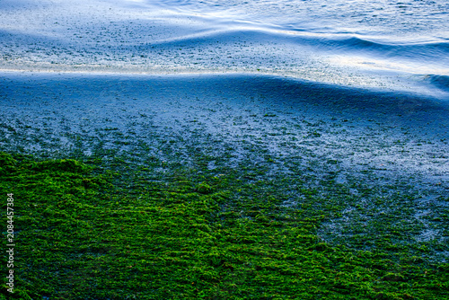 A gentle ocean wave smoothly rolling in over a massive and highly vivid bloom of bright green sea algae covering the coastal water surface showing a fascinating natural phenomenon.