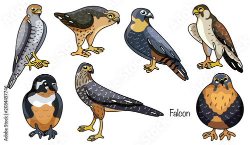 Bild auf Leinwand Falcon