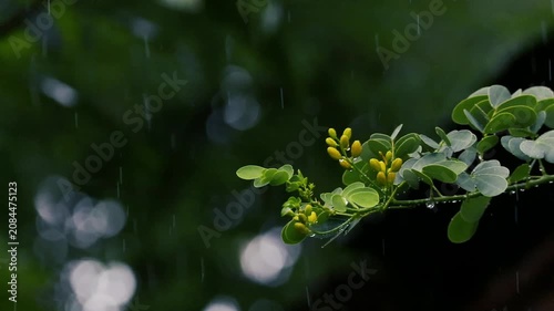 Small yellow flower buds on a leafy tree branch during a gentle rainfall