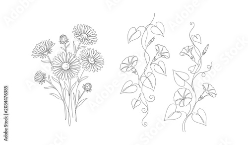 Minimalist Line Art Set of September Birth Flowers Aster and Morning Glory Outline