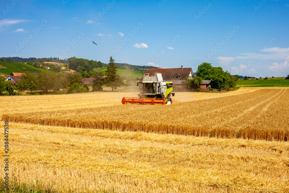 Obraz premium Modern combine harvester working in a golden wheat field harvesting ripe cereal crop on a sunny day, advanced agricultural machinery and food production concept