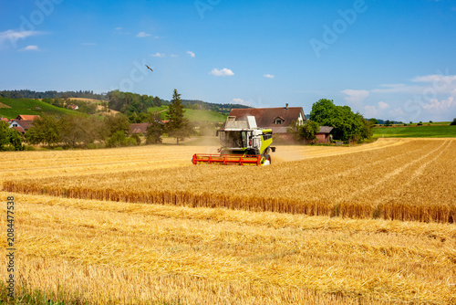 Фотография Modern combine harvester working in a golden wheat field harvesting ripe cereal