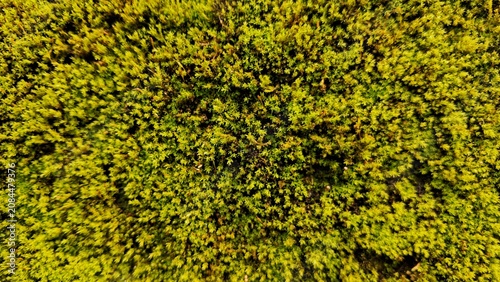 Green Shrub Texture Background with Dense Natural Foliage