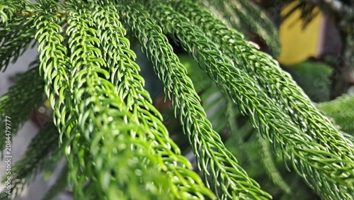 Close Up of Norfolk Island Pine Green Branches