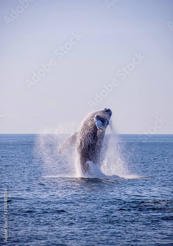 Cuadro en lienzo Majestic humpback whale breaching out of the blue ocean water creating a spectacular splash against a clear sky
