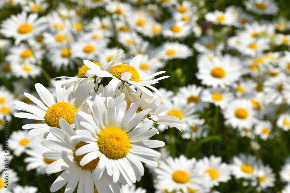 Fototapeta premium A field of daisies in bloom, Sainte-Apolline, Québec, Canada