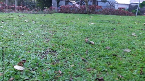 Close up view of lush green grass lawn in a public park nature garden meadow