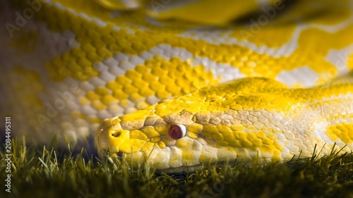 Albino python close-up with yellow and white scales