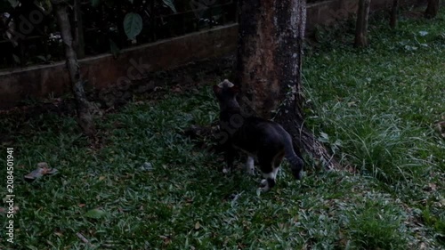 Domestic tabby cat standing near a tree trunk in a dimly lit backyard garden