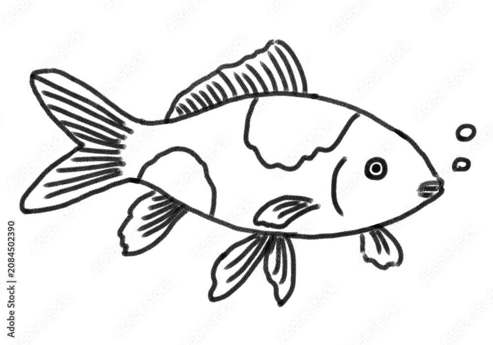 Fototapeta premium 金魚