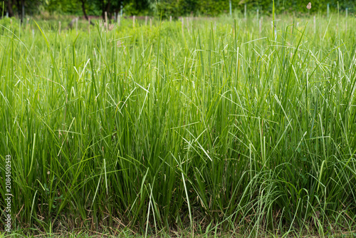 Fresh vetiver trees on natural background.