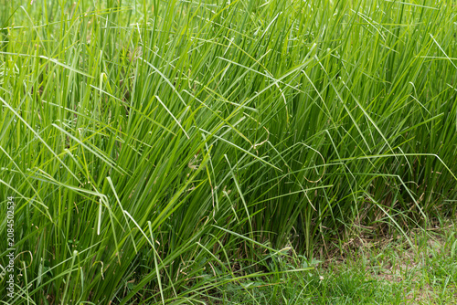 Fresh vetiver trees on natural background.