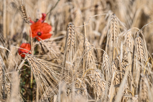 фотографія Céréales escourgeons agriculture
