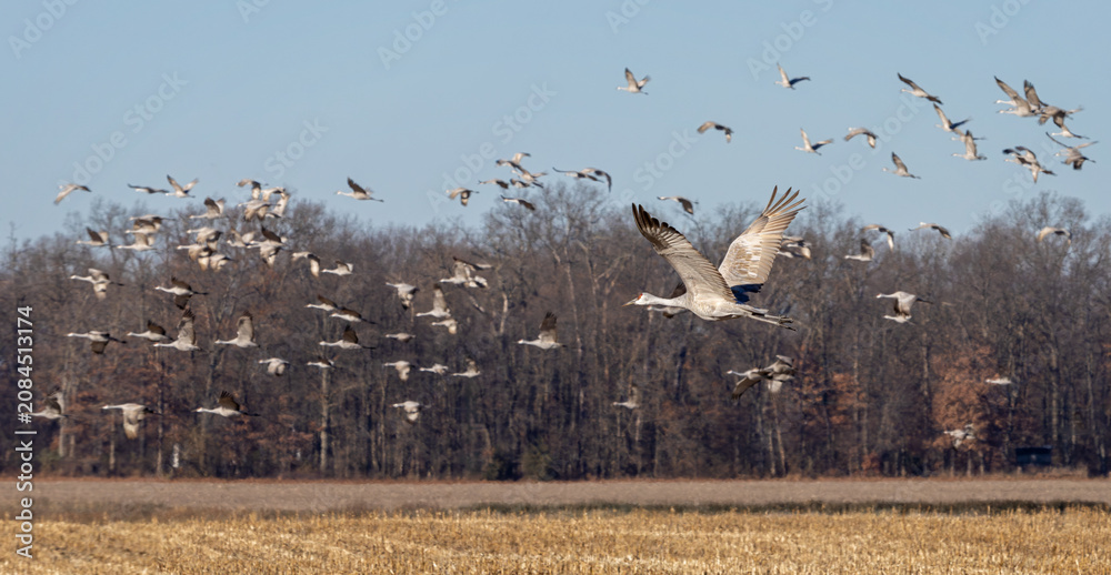 Fototapeta premium A Single Sandhill Crane Flys In Front of Its Sedge