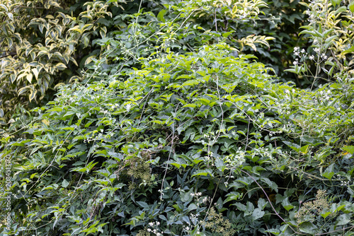 Dense growth of Clematis vitalba covering surrounding vegetation. Invasive climbing plant smothering shrubs and trees, illustrating habitat competition and ecological imbalance.