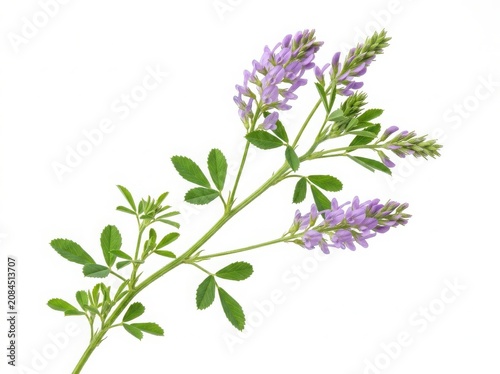 Fresh alfalfa plant stem with small green leaves and light purple flowers blooming in the spring season for healthy farm animal feed isolated on white background
