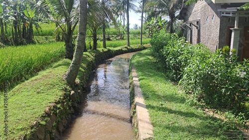 Small Irrigation Canal Flowing Through Green Rice Fields