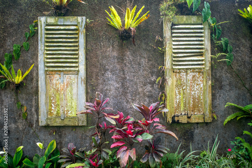Ornamental green plants with two old vintage  wooden windows on the wall background