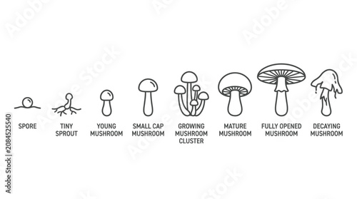 Obraz na plátně Various Mushroom Illustrations and Types.