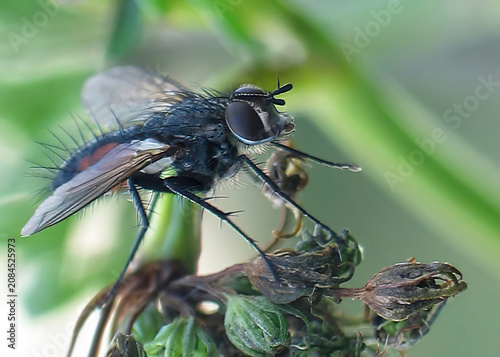 Obraz na płótnie Macro detail of a Tachinid fly on a plant