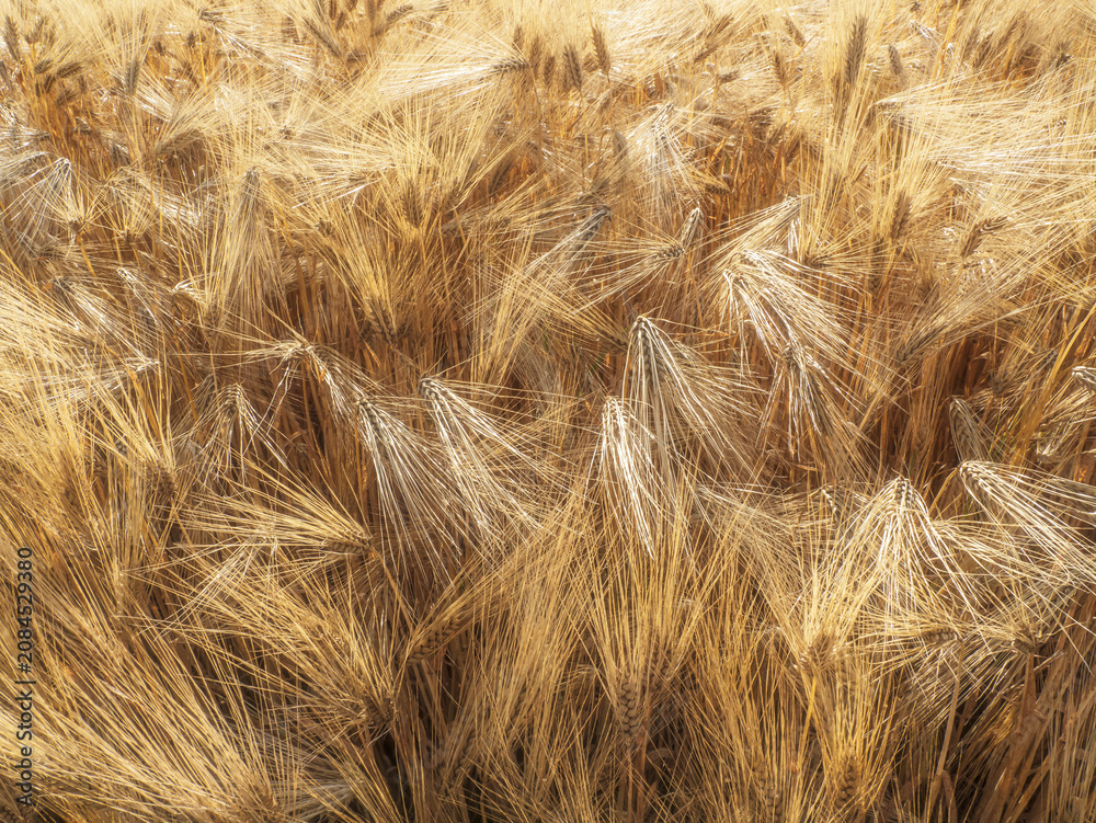 Fototapeta premium Golden Barley Field Close-Up With Ripening Grain Heads Swaying In Summer Harvest Breeze