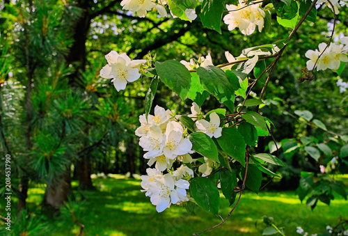 Jasmine flowers on a branch close-up