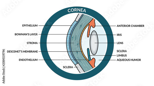 Fotografía Detailed Diagram of the Human Eye Cornea and Anatomy