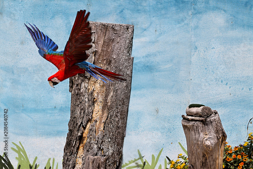 Macaw in flight