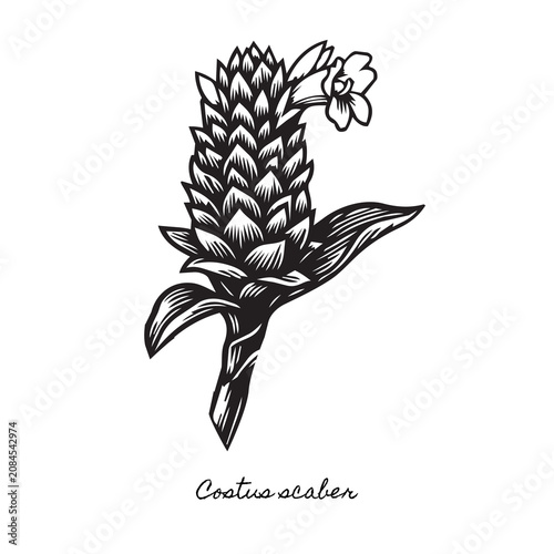 Fotografija tropical costus scaber woodcut illustration, exotic spiral ginger botanical art,