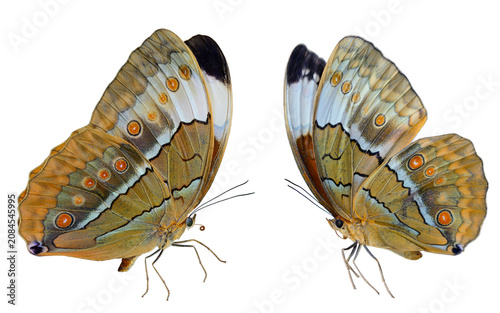 flying butterfly with full wings opened showing their body antenna eyes and legs isolated on white background, siamese junglequeen