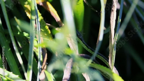 A wild green vine snake hiding and slithering amongst tall blades of grass