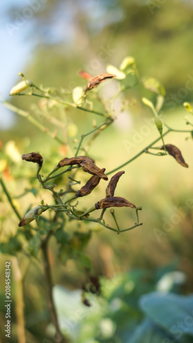 Photos Photo of a chili plant infected with the anthracnose virus.