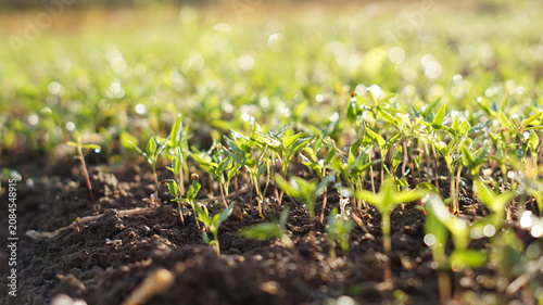 Foto Fresh light green chili pepper seedlings that have just sprouted in dark soil under natural lighting