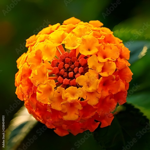 Vibrant orange and yellow clustered flower bloom