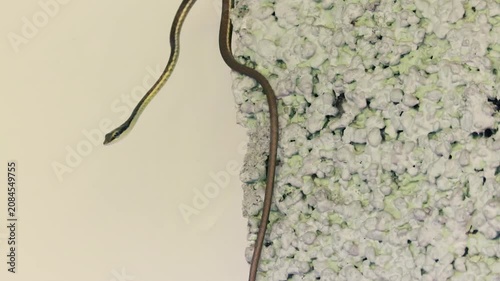 A slender brown snake climbing up the rough textured edge of a concrete wall